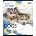 Тетрадь школьная А5/12 кл. 1В LOVE ANIMALS, тетрадь учен. код: 764463 набор 25 шт
