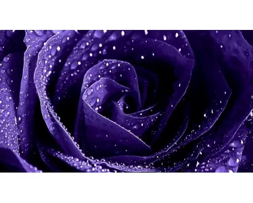 Алмазная мозаика Фиолетовая роза, 30*40см, без рамки, в кор. 39*8*5см