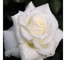 Алмазна мозаїка Біла троянда, 30 * 40см, без рамки, в коробці 39 * 8 * 5 см