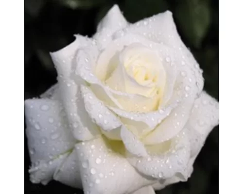 Алмазна мозаїка Біла троянда, 30 * 40см, без рамки, в коробці 39 * 8 * 5 см