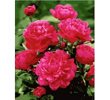 Картина по номерам Ярко розовые пионы, в термопакете 40*50см код: VA-1577