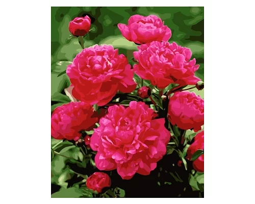 Картина по номерам Ярко розовые пионы, в термопакете 40*50см код: VA-1577