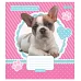 Зошит шкільна А5 12 клітка 1В Keith Kimberlin. Pet Portrait набір 25 шт. (765328)