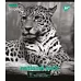 Зошит шкільна А5 48 клітка YES Wild Portrait набір 5 шт. (765281)