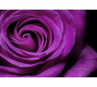 Алмазна мозаїка Чудова троянда 30*40 см з рамкою 41 *31*25 см (H8814)