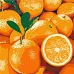Картина за номерами Соковитий апельсин 25х25 (KHO5649)
