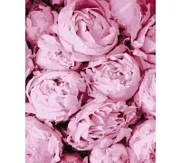 Картина по номерам Розовая нежность Идейка 40х50 (KHO2998)