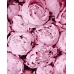 Картина по номерам Розовая нежность Идейка 40х50 (KHO2998)