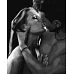 Картина по номерам Страстный поцелуй Идейка 40х50 (KHO4943)