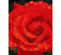 Картина по номерам Роза в бриллиантах Идейка 40х50 (KHO3207)