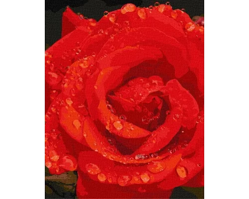 Картина по номерам Роза в бриллиантах Идейка 40х50 (KHO3207)