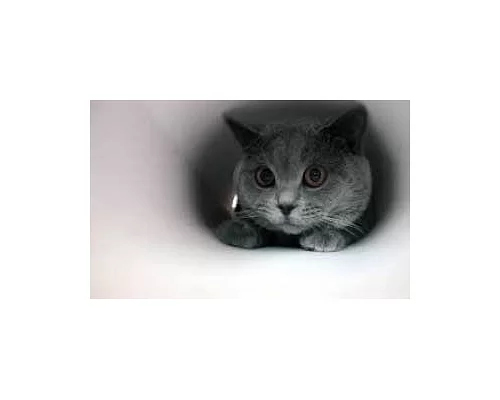 Алмазна мозаїка Милий серенький котик на підрамнику 30*40 см (Y0033)
