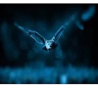 Алмазная мозаика Ночная птица на подрамнике 30*40см  (Y0038)