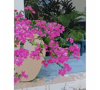 Картина за номерами Рожеві квіти на підвіконні розміром 40х50 см Strateg (SY6824)