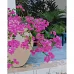 Картина за номерами Рожеві квіти на підвіконні з лаком та рівнем розміром 40х50 см Strateg (SY6824)
