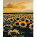 Картина за номерами Вечірні соняшники розміром 40х50 см Strateg (SY6851)