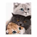 Картина за номерами  Три котика розміром 40х50 см Strateg (VA-2834)