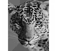 Картина за номерами  Леопард розміром 40х50 см Strateg (SY6668)