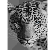 Картина за номерами  Леопард розміром 40х50 см Strateg (SY6668)