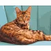 Картина за номерами  Леопардова кішка розміром 40х50 см Strateg (GS252)