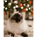 Картина за номерами  Бірманська кішка розміром 40х50 см Strateg (GS223)