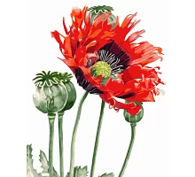 Картина за номерами ПРЕМІУМ Макова квітка розміром 40х50 см Strateg (GS070)