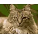 Картина за номерами ПРЕМІУМ Горда кішка розміром 40х50 см Strateg (DY186)