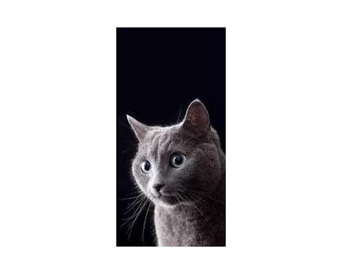 Алмазная мозаика Серый кот 30*40см с рамкой (Y0035)