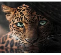 Алмазная мозаика Яванский леопард 30*40см с рамкой (Y0086)