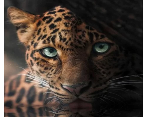 Алмазная мозаика Яванский леопард 30*40см с рамкой (Y0086)