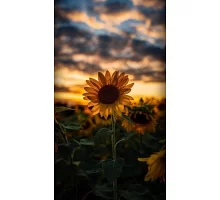 Алмазна мозаїка Соняшник на заході сонця 30*40 см з рамкою (Y0046)