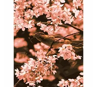 Картина за номерами Цветок персика 40х50 см Strateg (DY070)