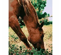 Картина за номерами Кінь у лузі 40х50 см Strateg (DY108)