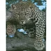 Алмазна мозаїка Леопард на відпочинку розміром 40х50 см Strateg (D0051)