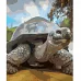 Картина за номерами Доросла черепаха розміром 40х50 см Strateg (GS582)