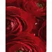 Картина за номерами Червоні квіти розміром 40х50 см Strateg (DY258)