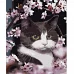 Картина за номерами Strateg Котик у квітах 40х50 см (HH005)