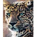 Картина за номерами Strateg Гордий леопард 40х50 см (HH023)