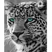 Картина за номерами Strateg   Чорно-білий гепард 40х50 см (HH029)
