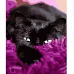 Картина за номерами Strateg Чорний котик в покривалі 40х50 см (HH058)