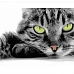 Картина за номерами Strateg   Зеленоокий котик 40х50 см (HH090)