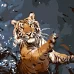 Картина за номерами Strateg Тигр-ловець 40х40 см (SK004)