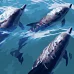 Картина за номерами Strateg   Швидкі дельфіни 40х40 см (SK034)