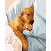 Картина за номерами Strateg Песик в ліжку 40х50 см (GS763)