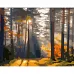 Картина за номерами Strateg Ліс на світанку 40х50 см (GS989)