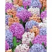 Картина за номерами Strateg Різнобарвні гіацинти 40х50 см (GS1062)