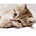 Картина за номерами Strateg Маленьке кошеня 40х50 см (GS1133)
