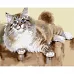 Картина за номерами Strateg   Пухнастий котик 40х50 см (GS1323)