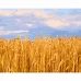 Картина за номерами Strateg   Пшеничне поле   40х50 см (GS1337)