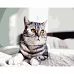 Картина за номерами Strateg   Грайливий сірий кіт   40х50 см (GS1335)